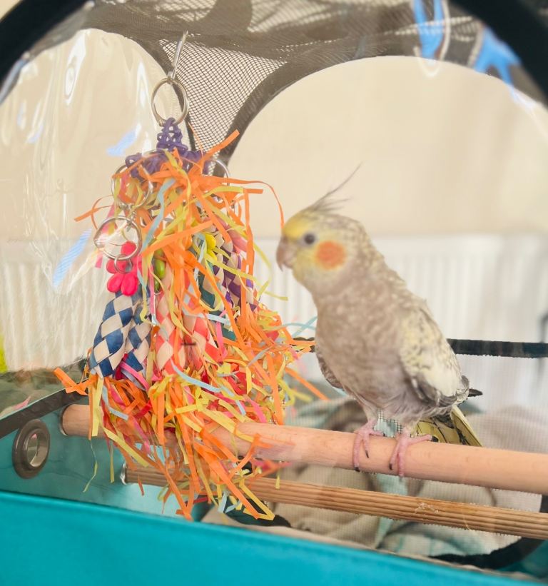 male cockateil
