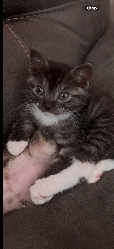 Ragdol and Scottish shorthair 