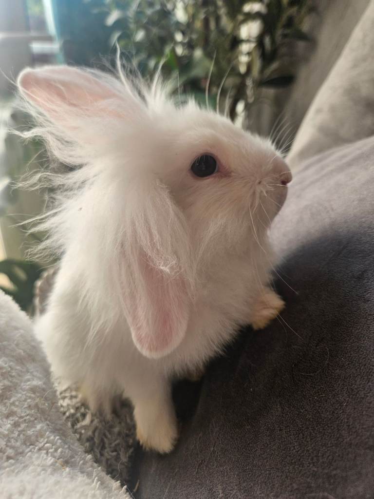 10 week old Baby Lion head rabbit