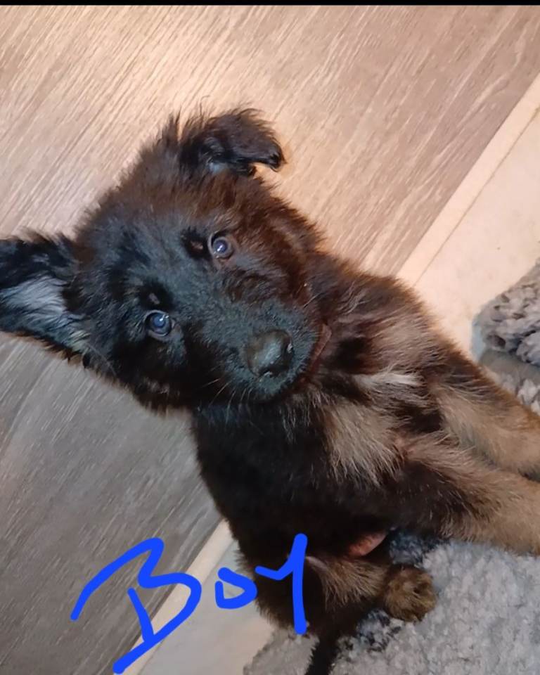 Beautiful fluffy kc reg german shepherd puppies 