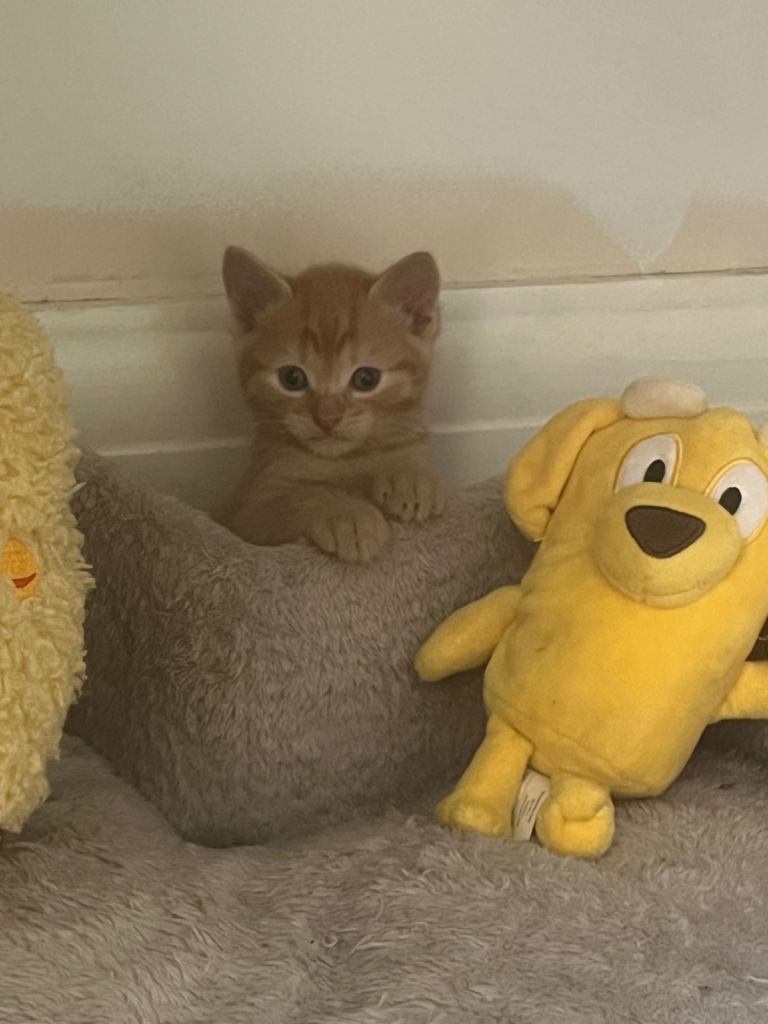Kittens