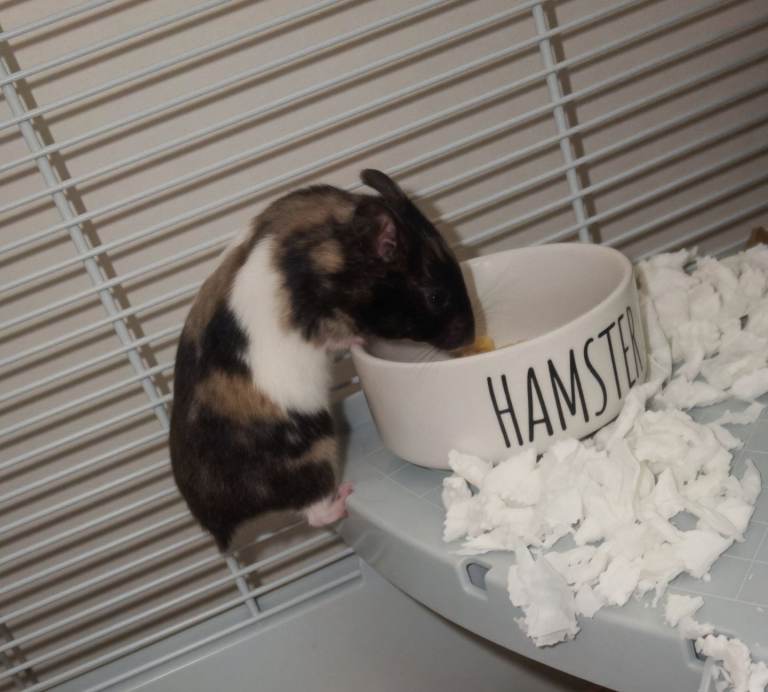 8 week old syrian hamster with cage , food, lots of bedding.
