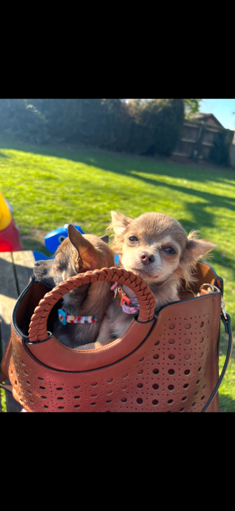 Chihuahua dogs must go as a pair