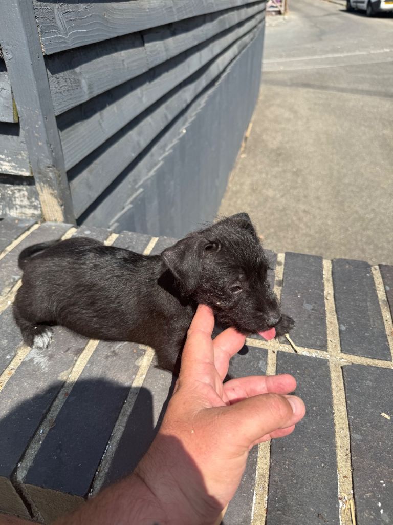  Beautiful male jack Russel 