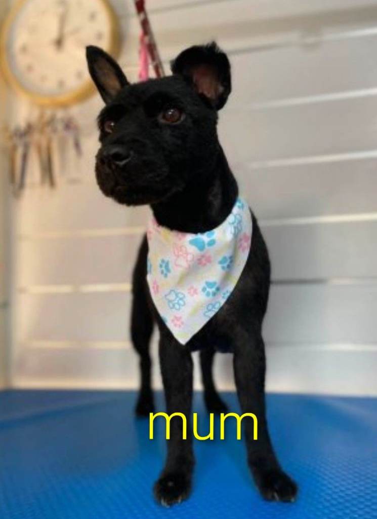 Patterdale terriers looking forever homes