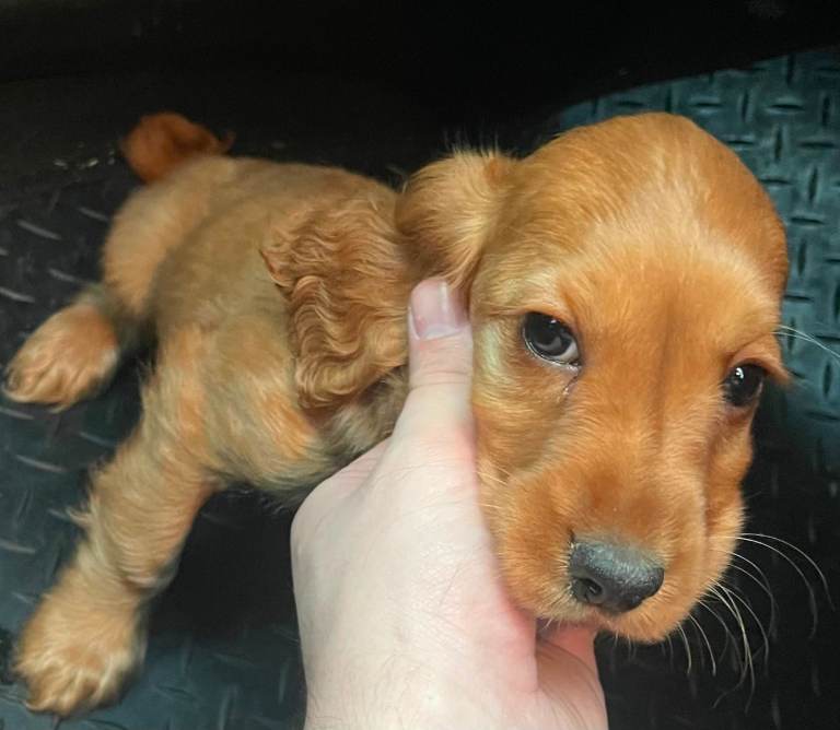 Cocker spaniel puppies 
