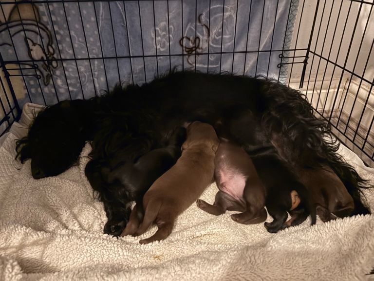 3/4 dashound 1/4 mini poodle puppy’s for sale