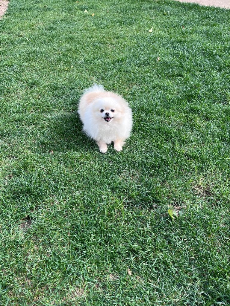 Adult Female Pomeranian 