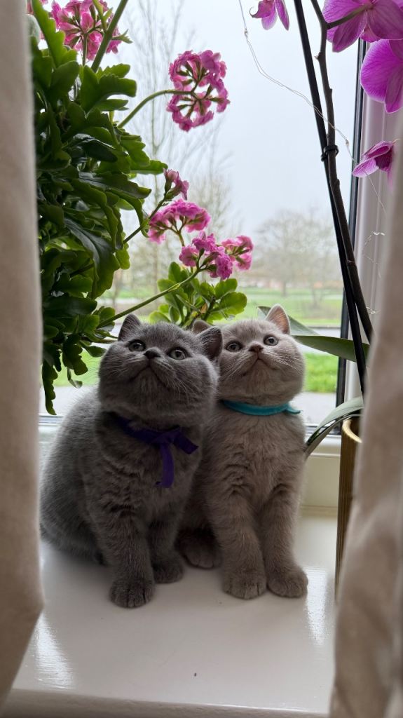 Beautiful British Shorthair kittens