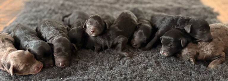 Rare Cavapoochon Puppies Home Raised PRA clea