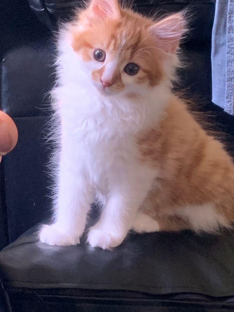 Kitten up for sale in need of urgent rehoming