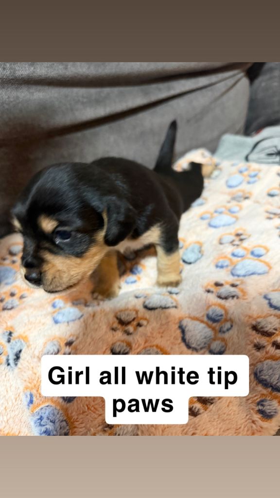 Cavapoochon x Jorkie puppies 