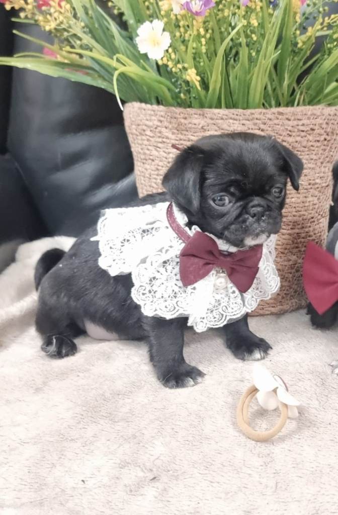 Adorable Pug puppies 