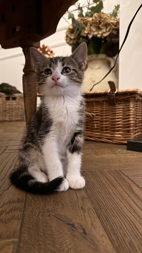 Kitten 9 Weeks old