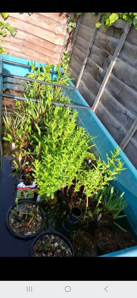 Pond Plants 