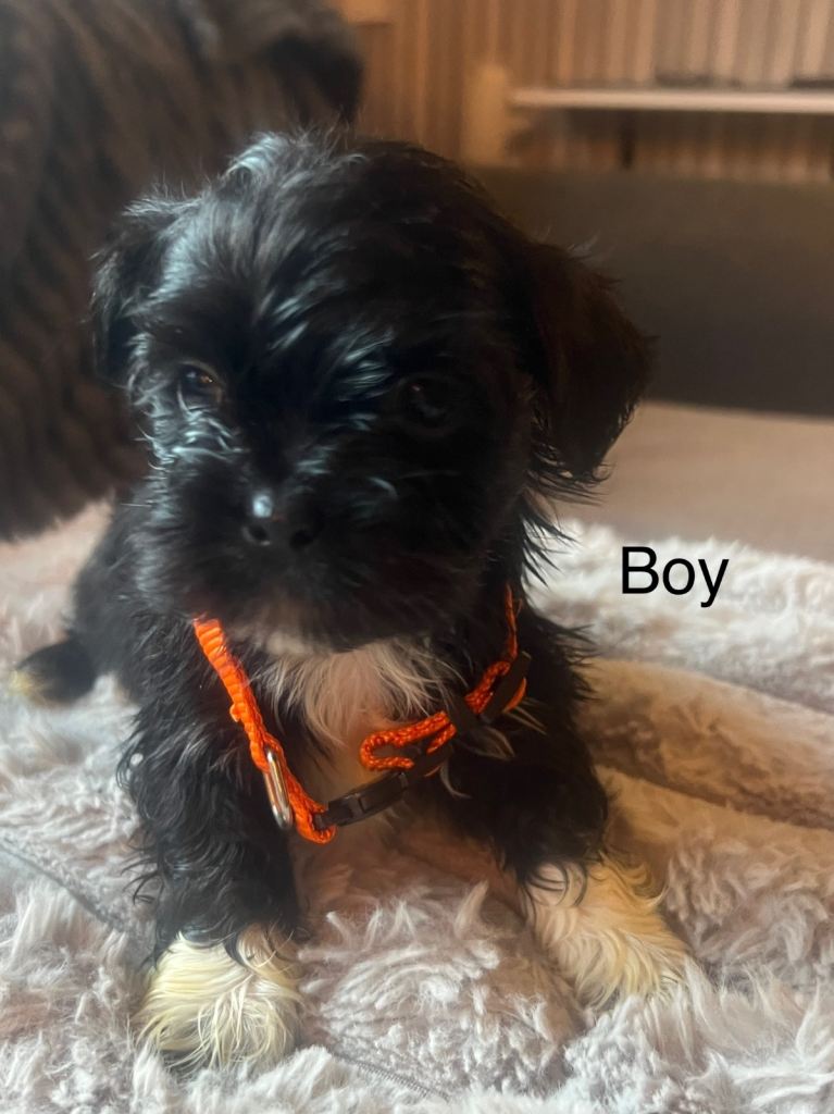 KC Registered Lhasa Apso Puppies for sale