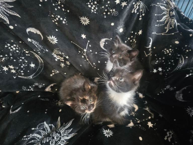 3 gorgeous kittens 