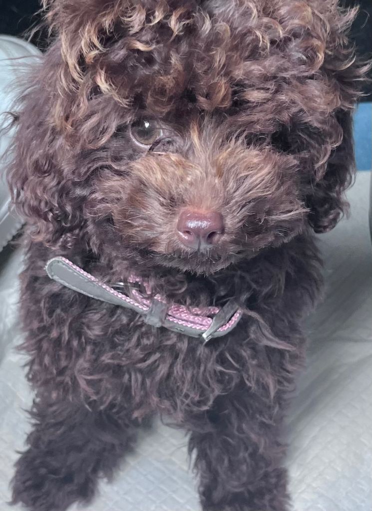 Toy poodle 