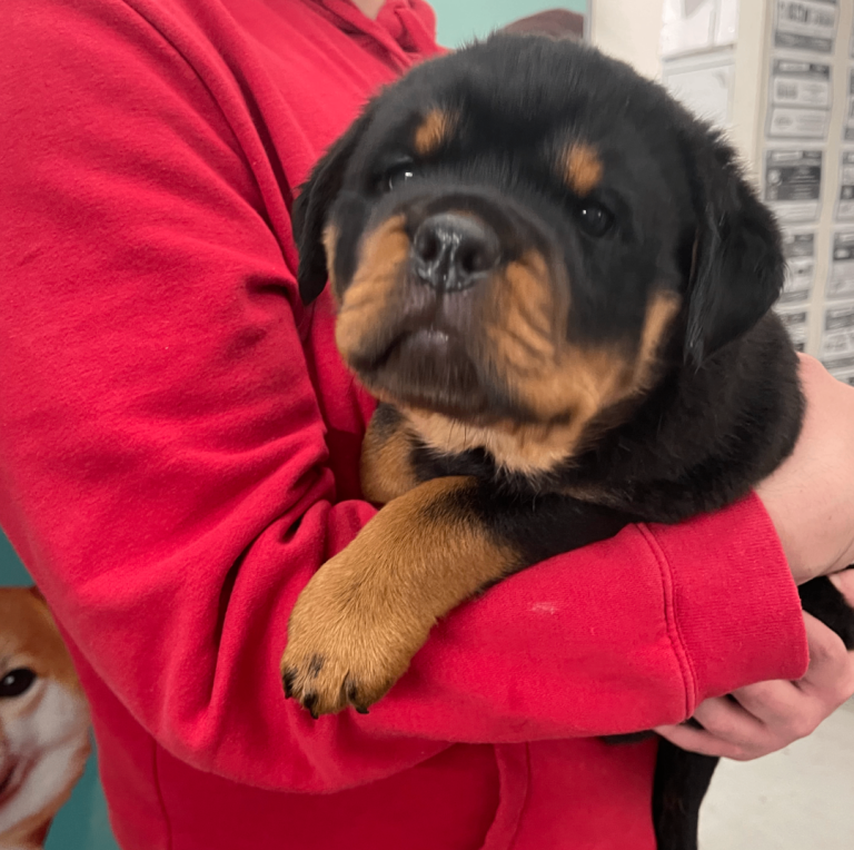 1 girl Rottweiler puppy for sale (STUNNING EXAMPLES) 3 sold.