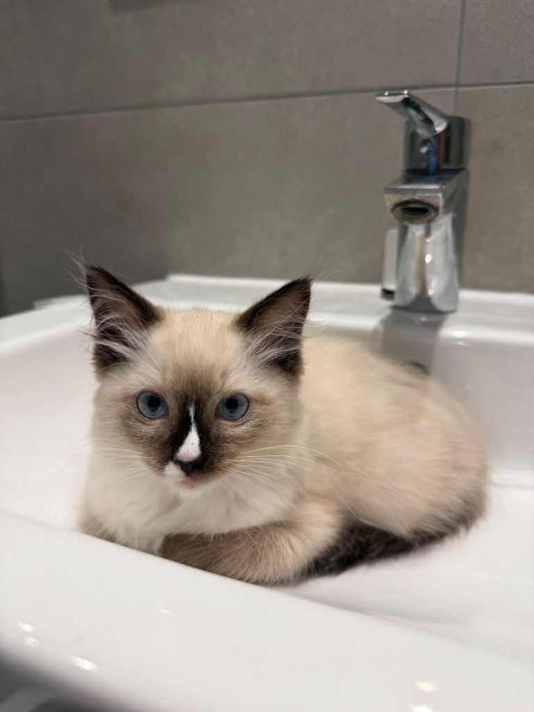Ragdoll boy kitten 
