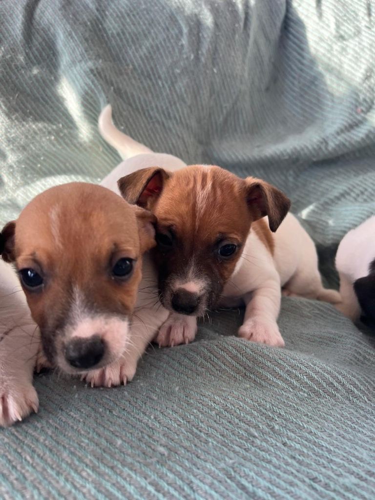 Jack Russell Pups