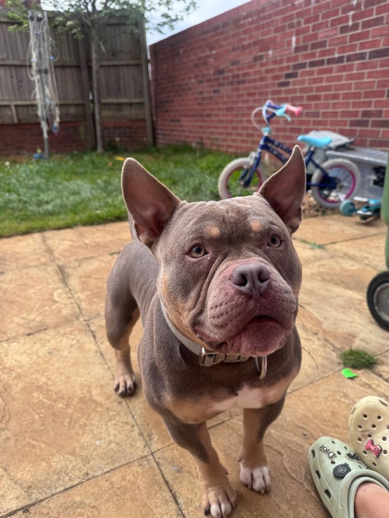 Mirco/pocket bully 