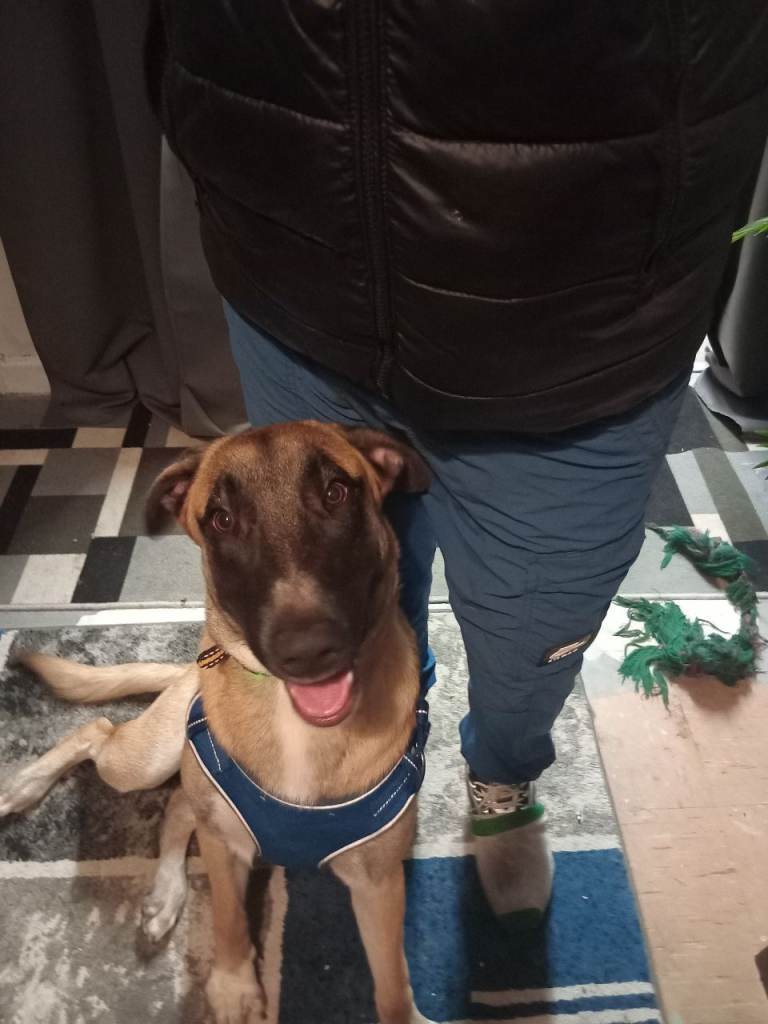 Belgium malinois with a hint of german shepherd