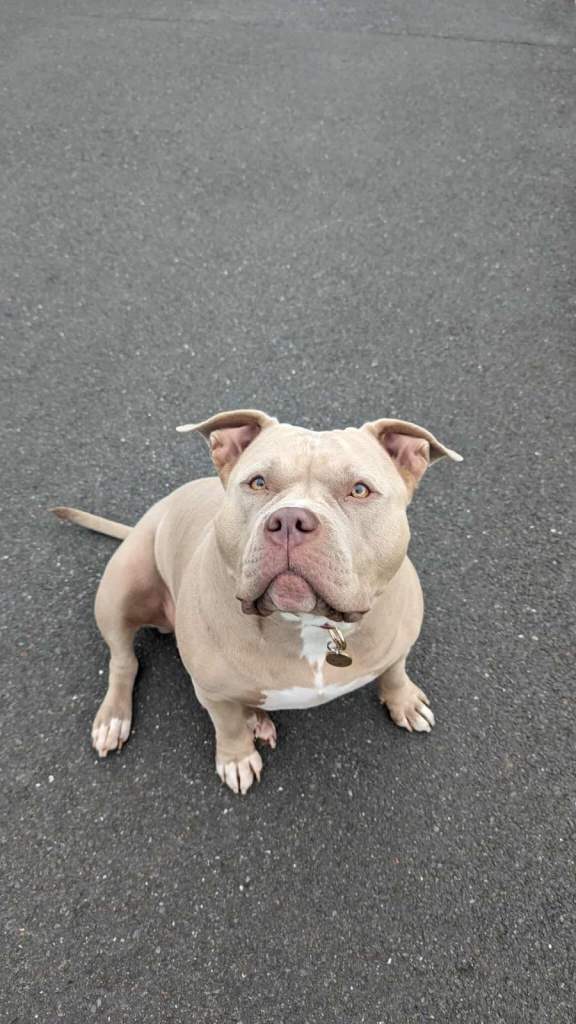 Sweetest Nala looking for a new home 