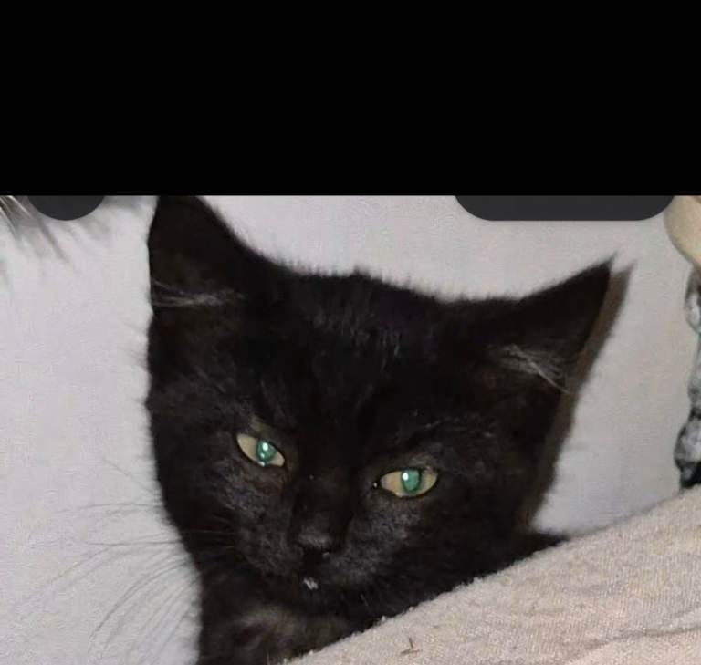 Black mix breed kitten 