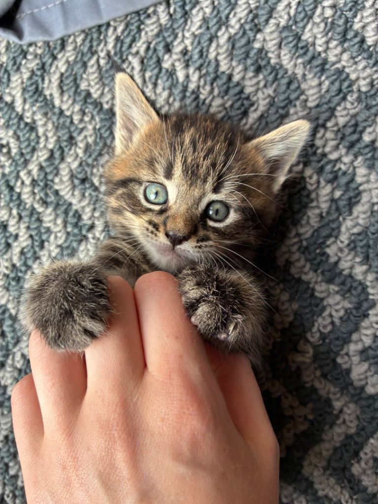 ****My beautiful Maine Coon mama has had her litter