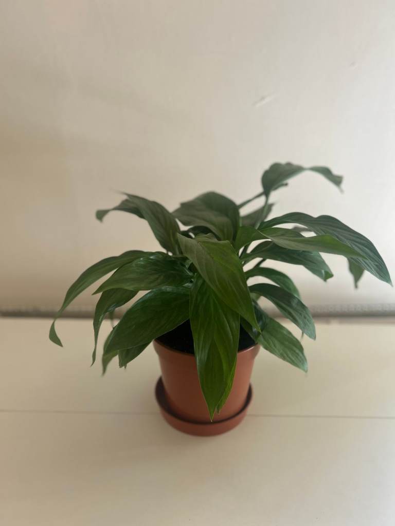 Healthy Peace Lily Houseplant – Air Purifying Indoor Plant - £15