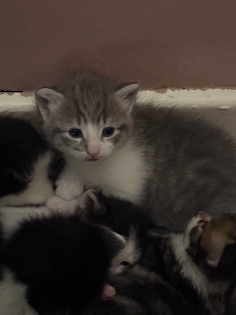 Baby kittens 