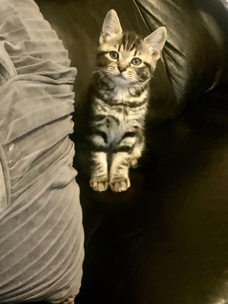 Beautiful kittens ready to leave now 