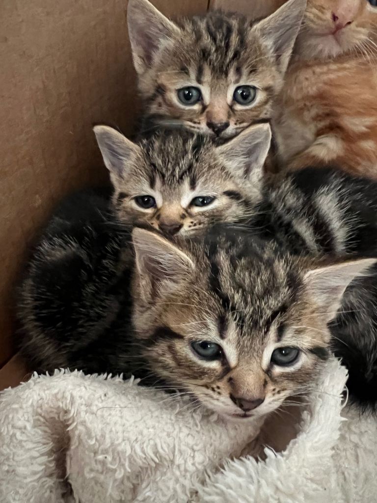 Mixed breed Adorable gorgeous kittens for sale 