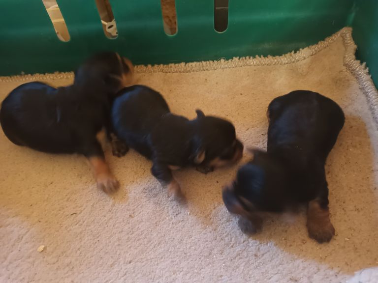Yorkshire terrier pups 