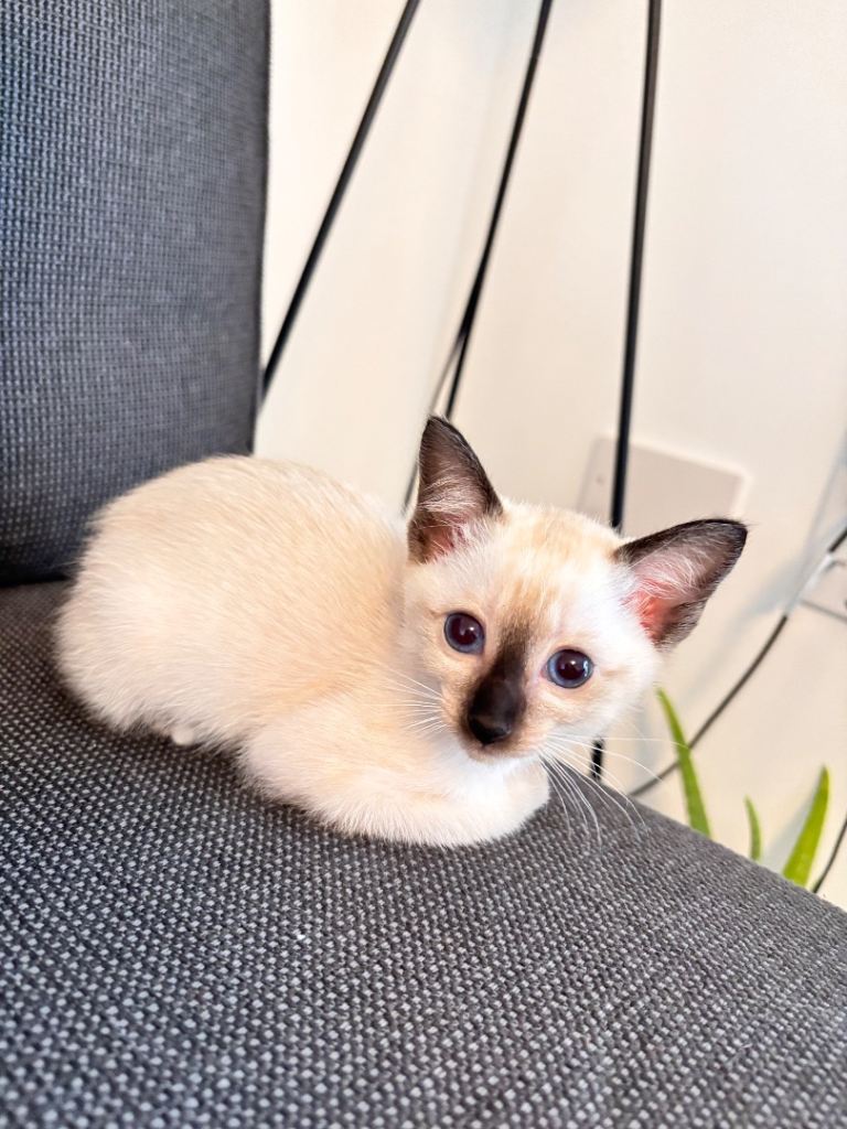 Kitten for sale 