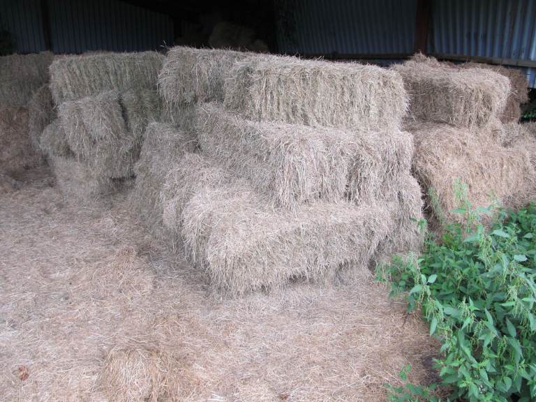 Meadow hay for sale