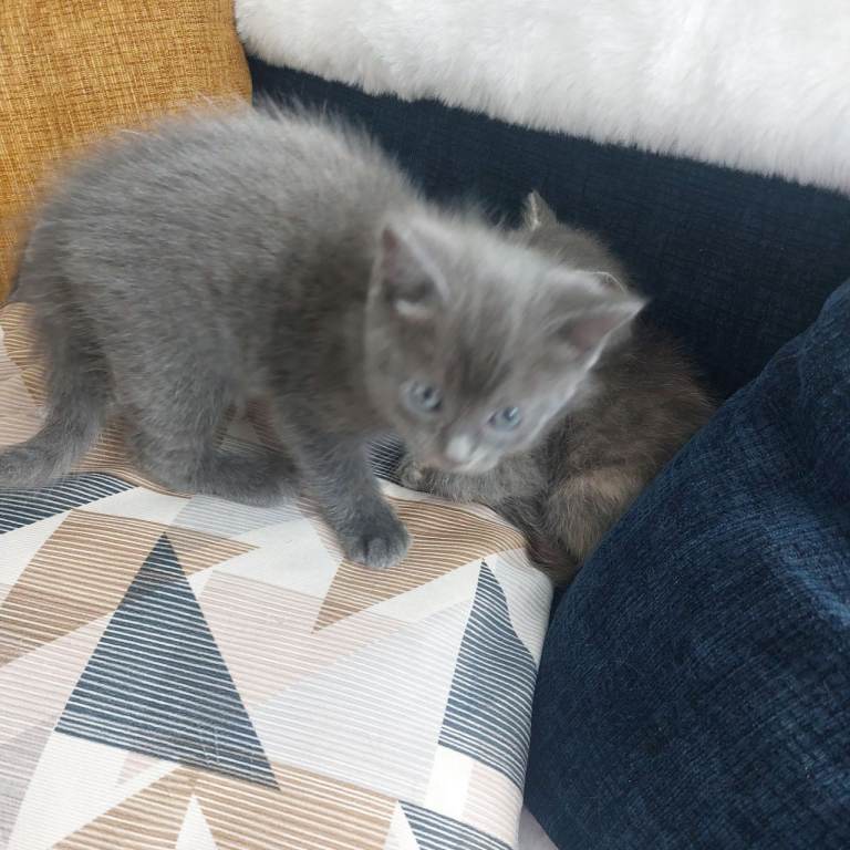 Last kitten 