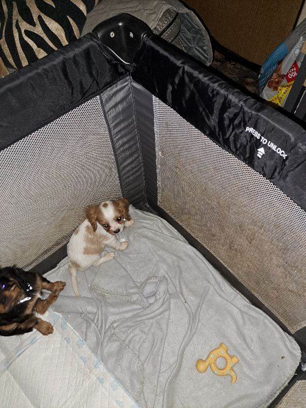King charles spaniels For sale 