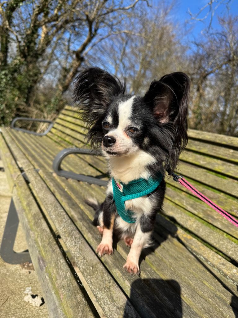 Rosie (chihuahua long haired)