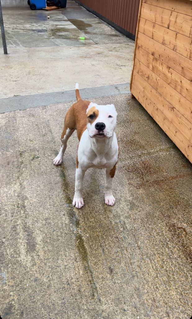 image for Staffordshire terrier 