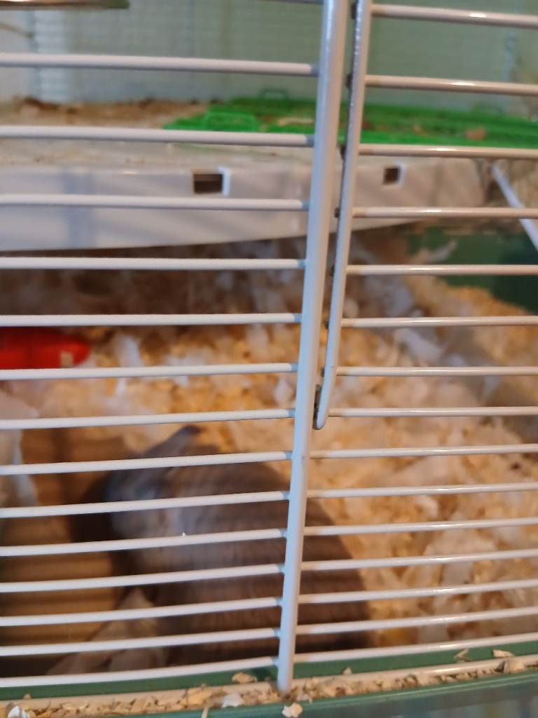 Gerbils