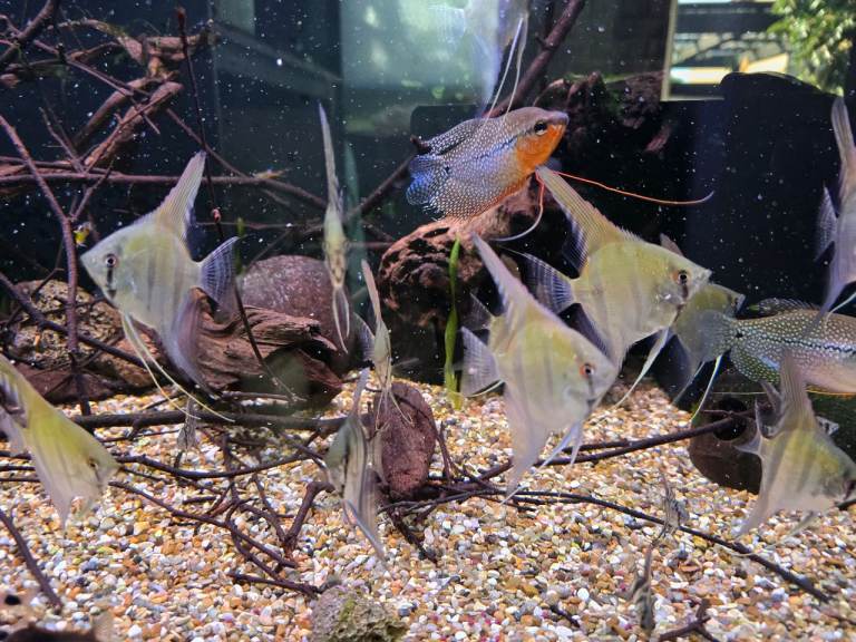 Corys, pleco 181, gourami, tropical fish