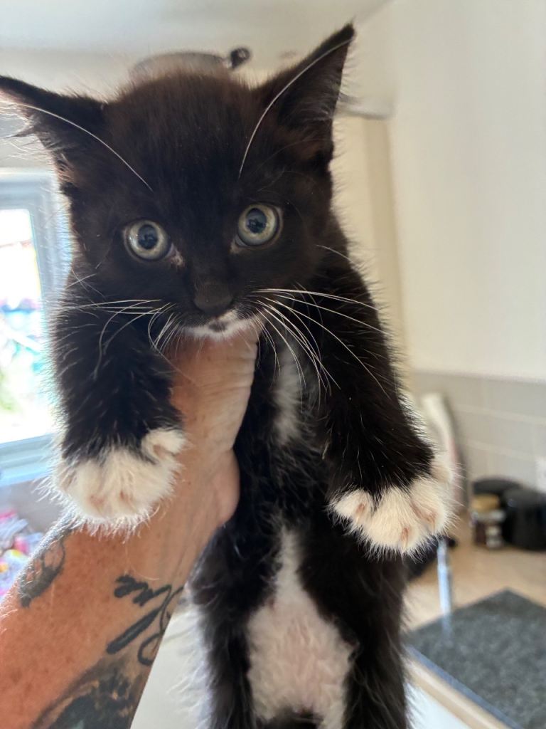 7week old kitten