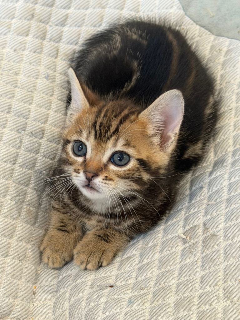 Mix Bengal Kitten