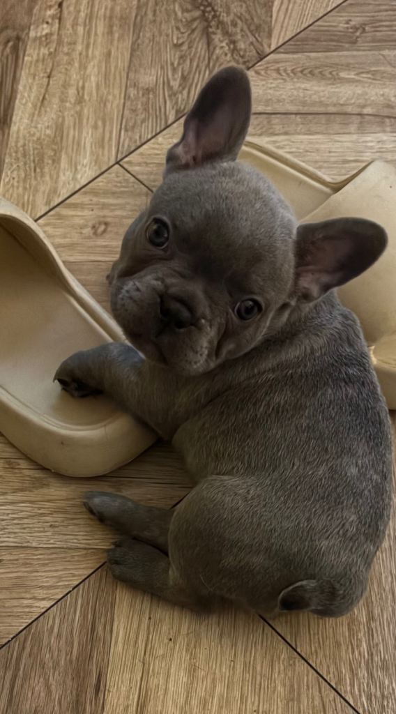 French bulldog 