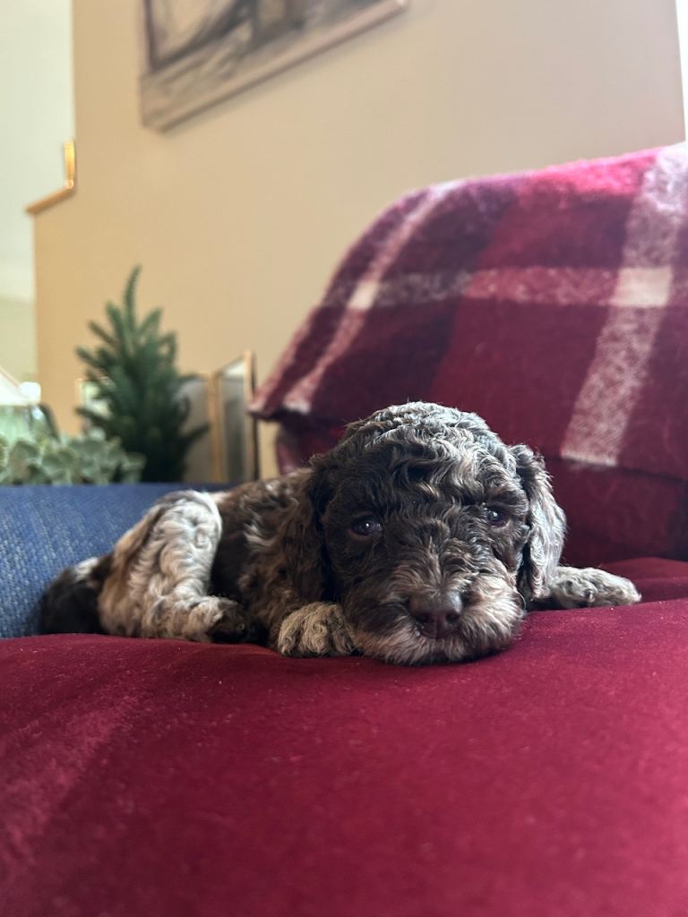 Cockapoo pups