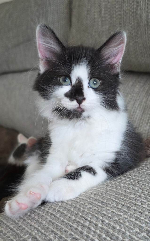 Kitten  Girl READY for forever loving home.