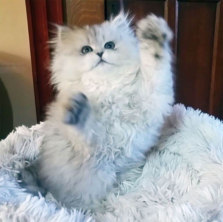 2 healthy, happy pure Persian kittens - ready to go