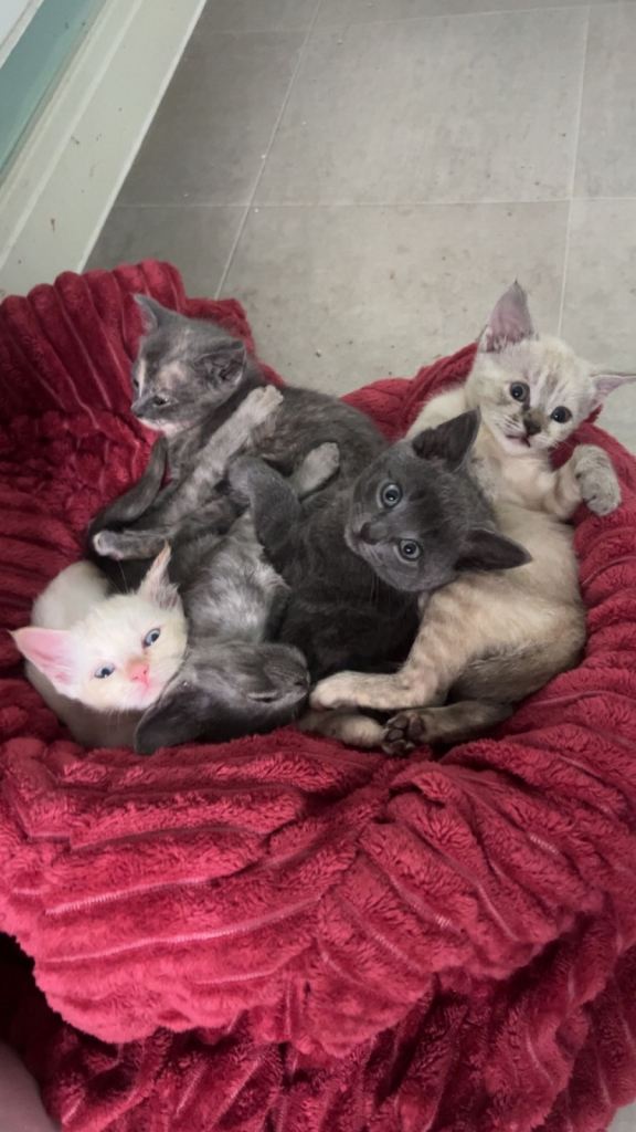 kittens ready to go